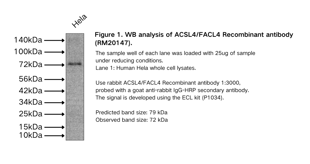 ACSL4/FACL4 Recombinant antibody