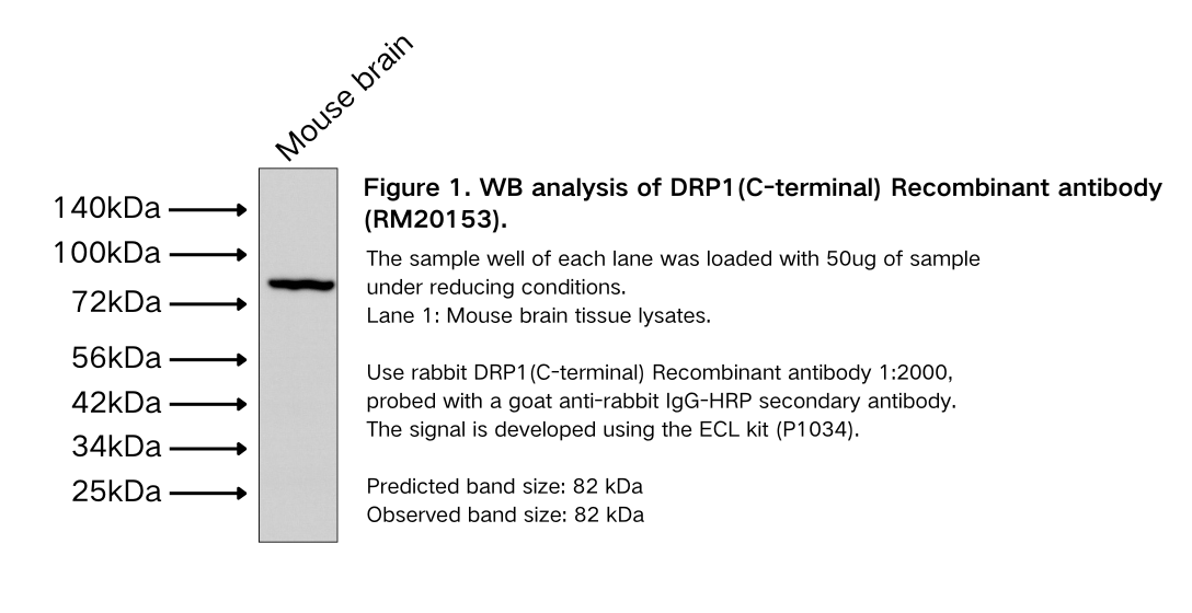 DRP1(C-terminal) Recombinant antibody