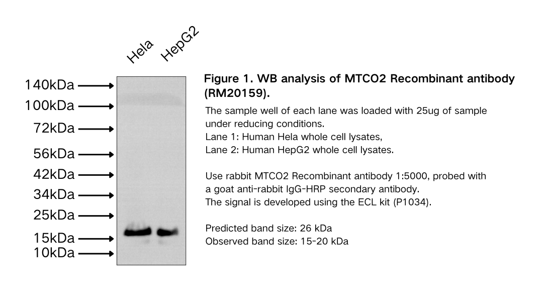 MTCO2 Recombinant antibody