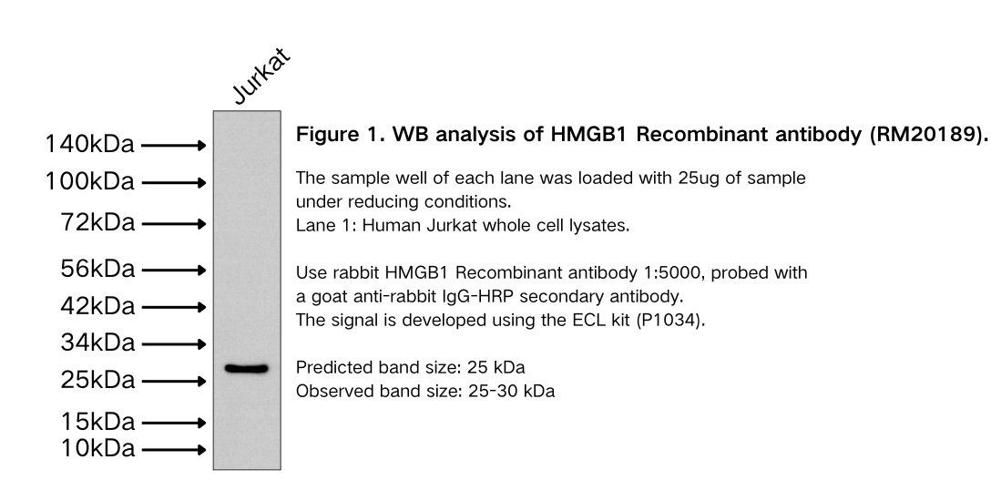 HMGB1 Recombinant antibody