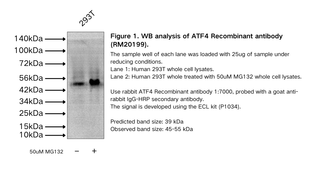 ATF4 Recombinant antibody