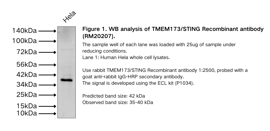 TMEM173/STING Recombinant antibody