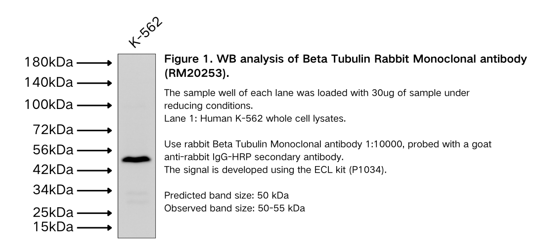 Beta Tubulin Rabbit Monoclonal antibody
