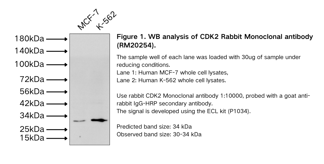 CDK2 Rabbit Monoclonal antibody